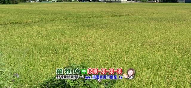 桃園大園農地-1