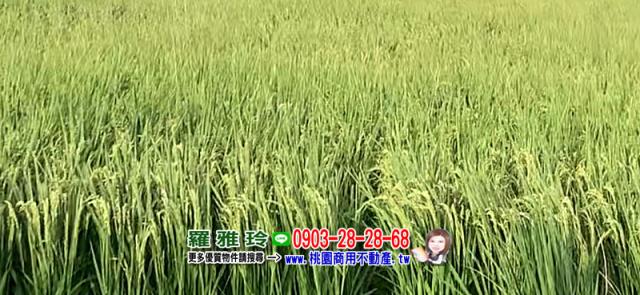 桃園大園農地-2
