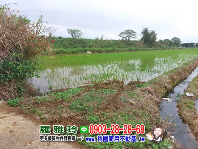 楊梅農地-1