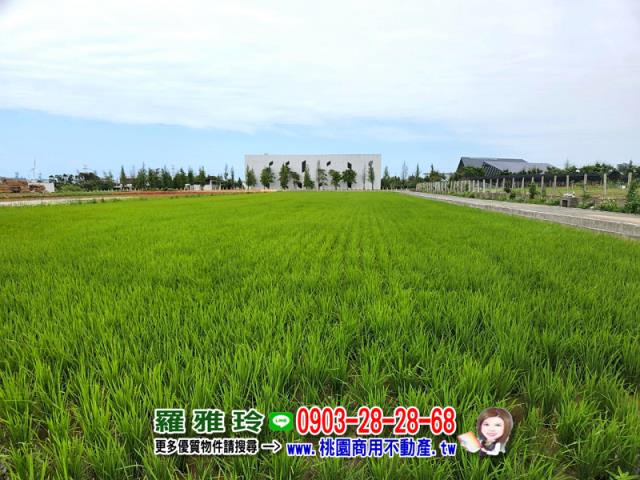 新屋農地-3