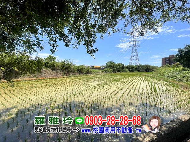 楊梅農地-4