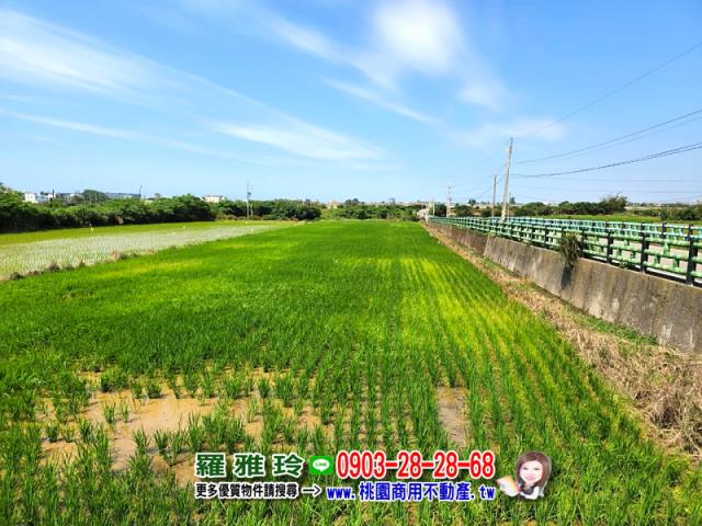 觀音農地-11