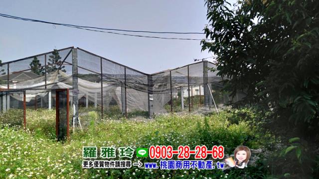 桃園農地-7
