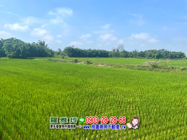桃園觀音農地-5