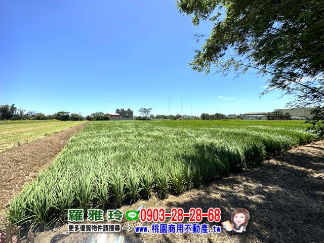 桃園觀音農地-1