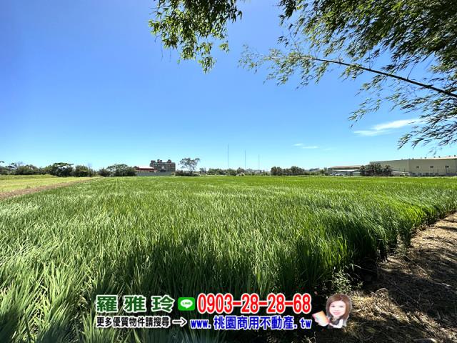 桃園觀音農地-2