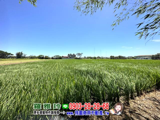 桃園觀音農地-4