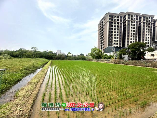 桃園中壢農地-2