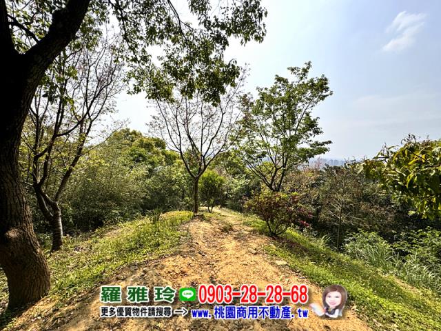 桃園桃園區農地-2