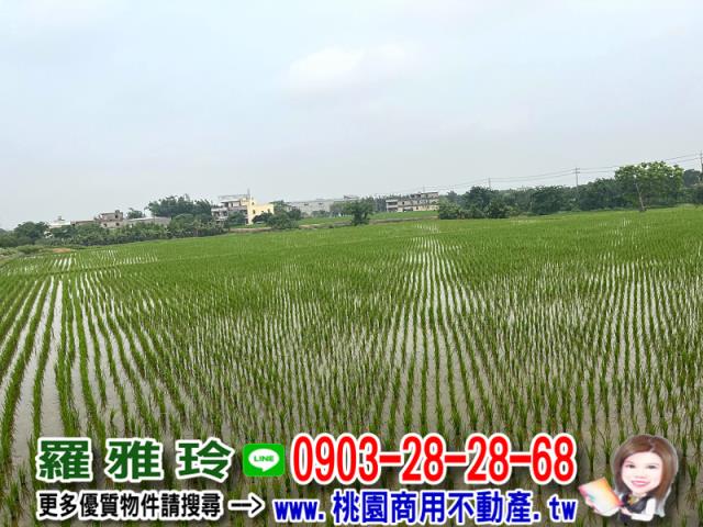 桃園新屋農地-4