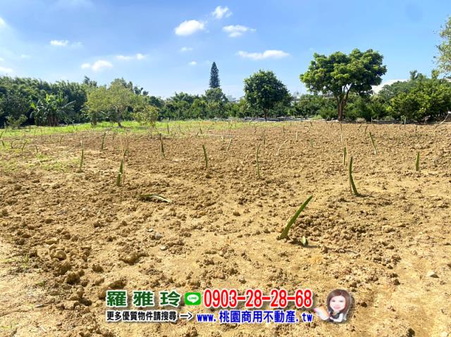 桃園平鎮農地-0
