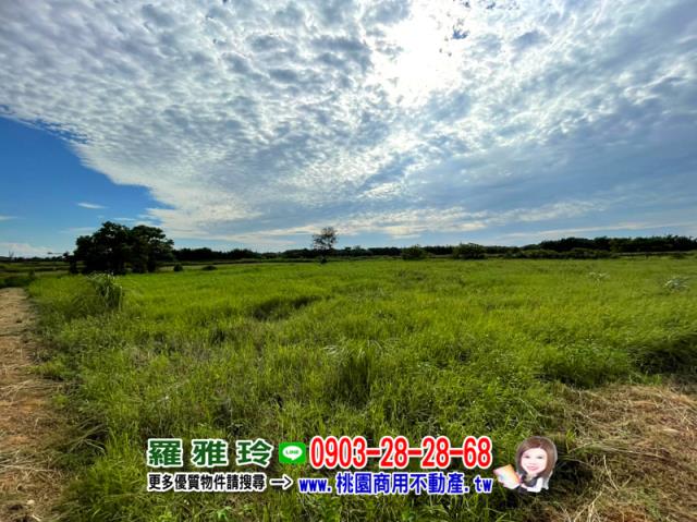 大園農地-3