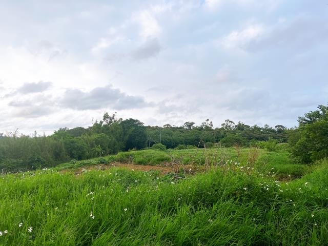 楊梅農地-1