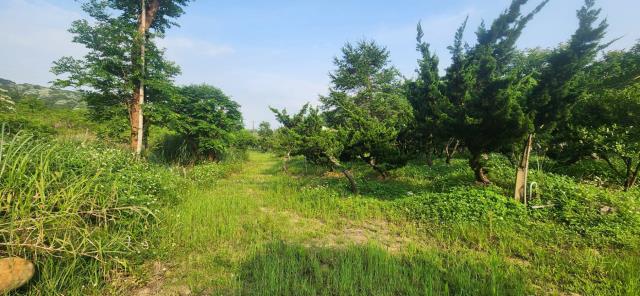新竹湖口農地-5