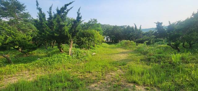 新竹湖口農地-6