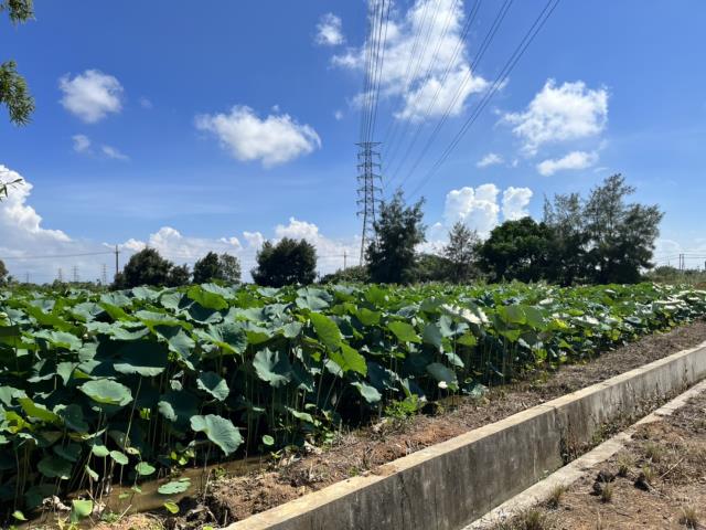 觀音農地-2