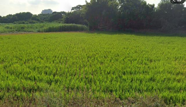 中壢農地-2