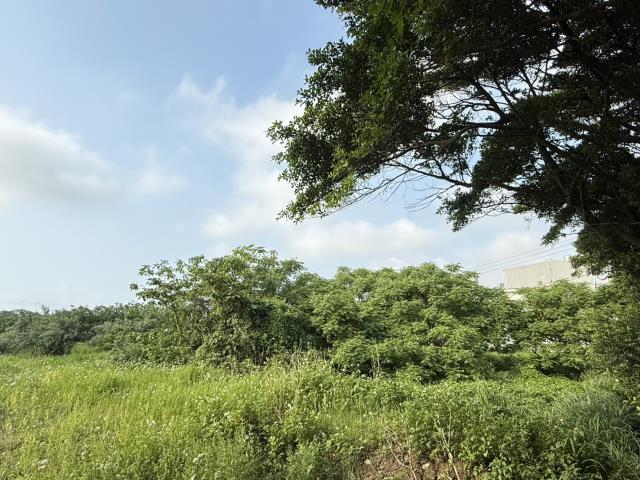 桃園大園農地-1